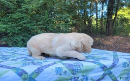 Golden Retriever dogs for sale: JOEY - Image 14