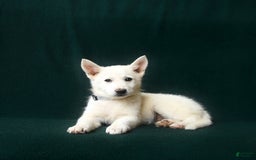 American Eskimo dogs for sale: Teagan - Image 2