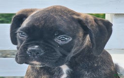 Boxer dogs for sale: Brady European Boxer health tested - Listing for pets: Beautiful European Health Tested Parents, Brady European Boxer health tested, Cream De Coco, Lilly European - Image 4