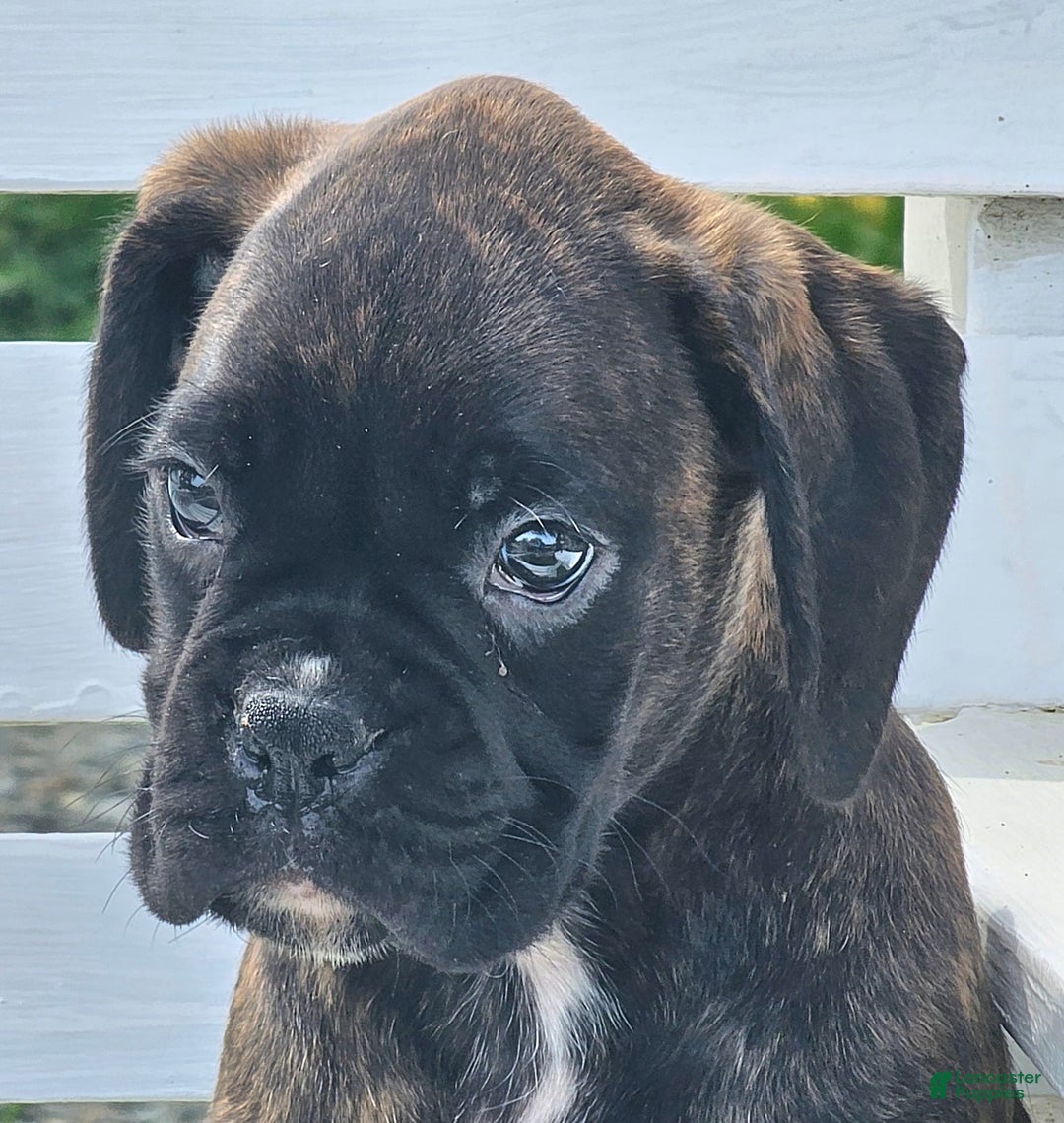Boxer dogs for sale: Brady European Boxer health tested - Listing for pets: Beautiful European Health Tested Parents, Brady European Boxer health tested, Cream De Coco, Lilly European - Image 4