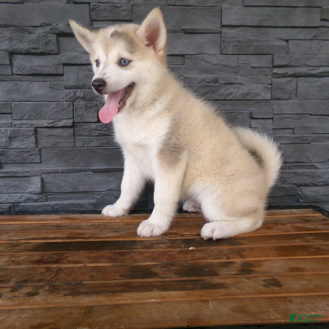 Pomsky dogs for sale: Silas - Image 4