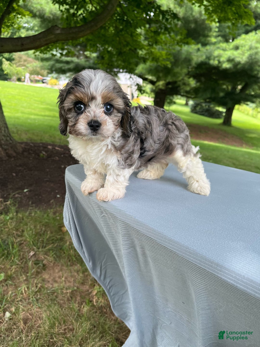 Cavapoo dogs for sale: Daisy - Image 2