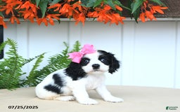 Cocker Spaniel dogs for sale: Nala - Image 5