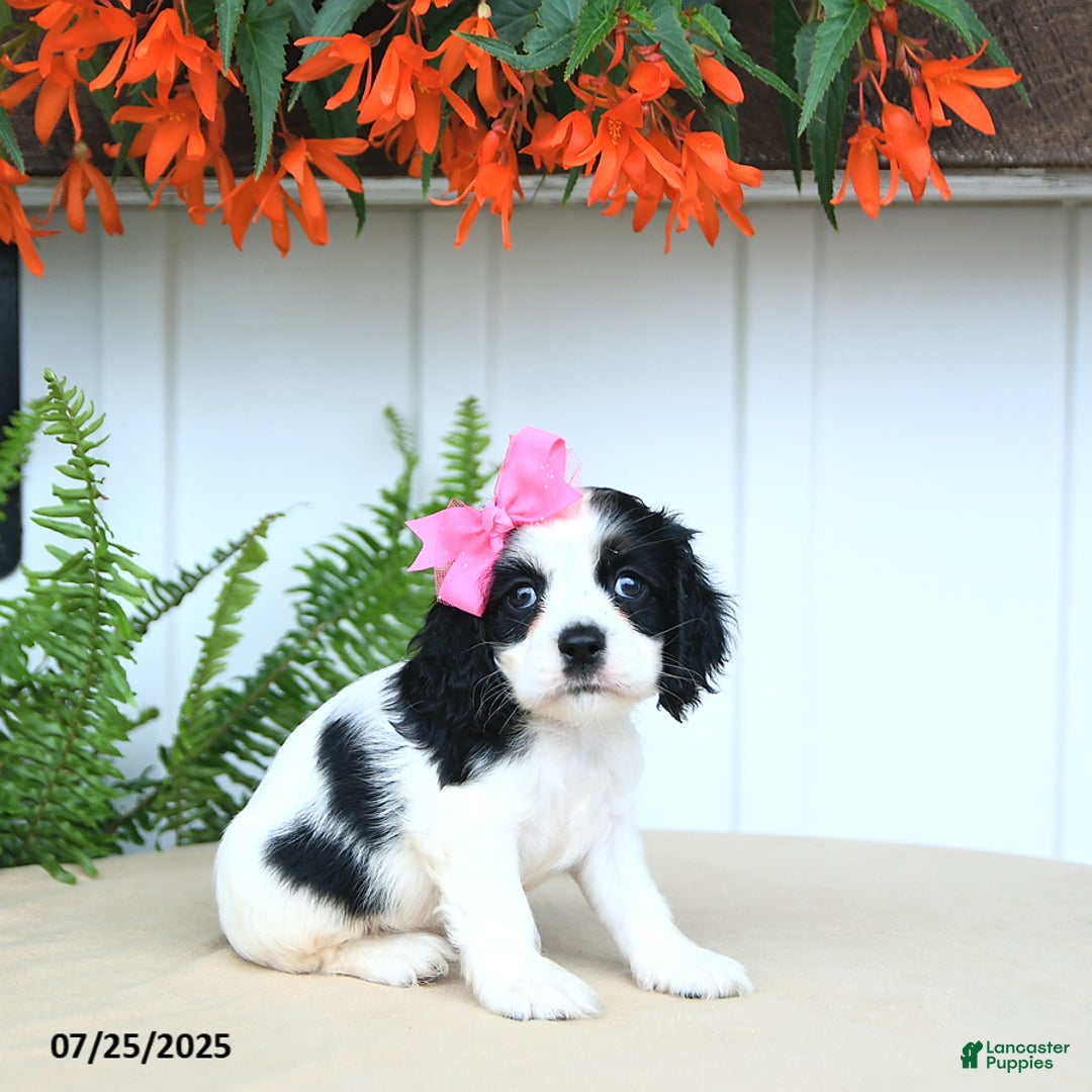 Cocker Spaniel dogs for sale: Nala - Image 5