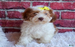 Cavachon dogs for sale: ECHO - Image 12