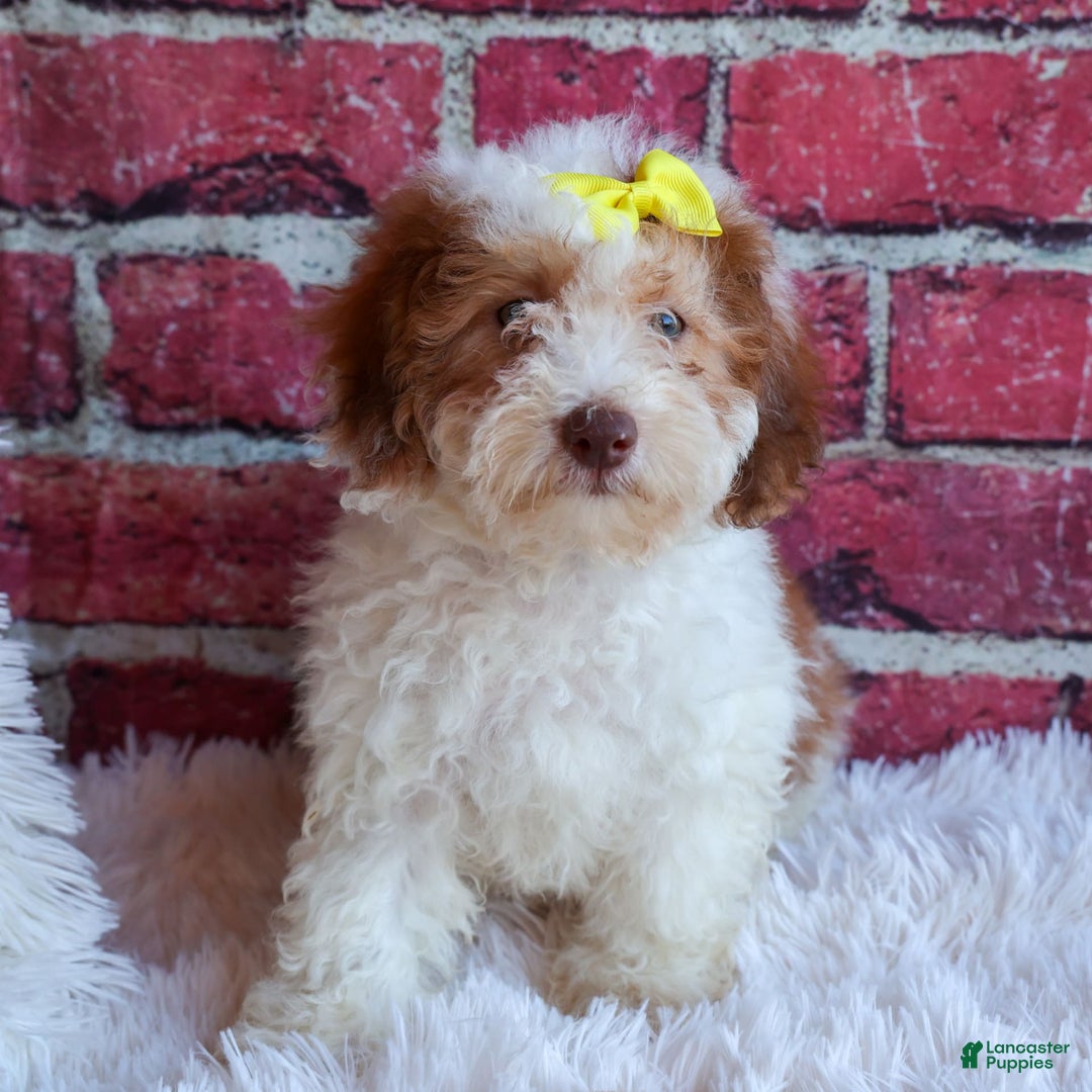 Cavachon dogs for sale: ECHO - Image 12