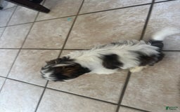 Shih Tzu dogs for sale: Emunah - Image 3