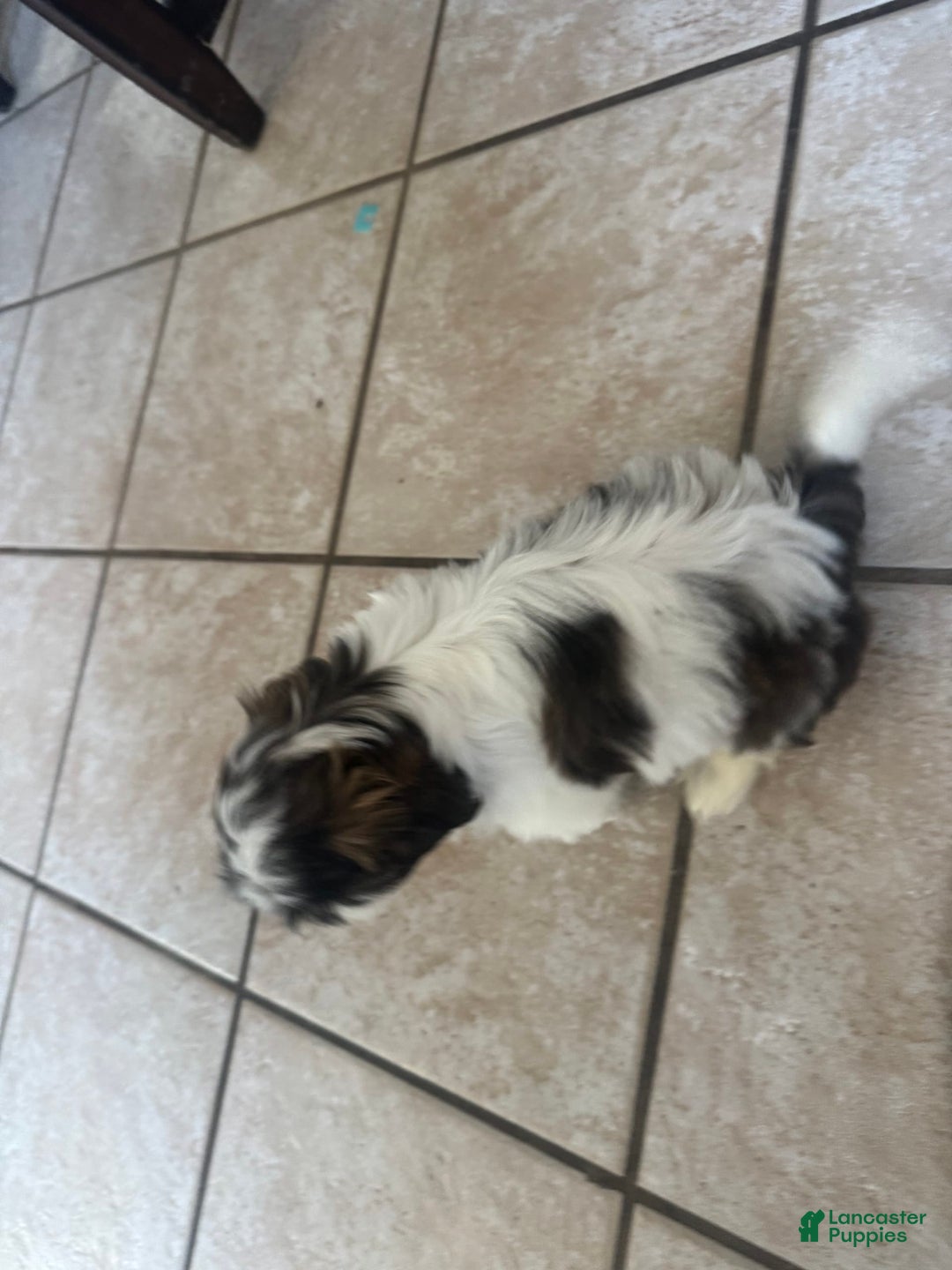Shih Tzu dogs for sale: Emunah - Image 3