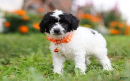 Miniature Poodle dogs for sale: Oreo - Image 17