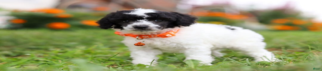 Oreo