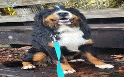 Bernese Mountain Dog dogs for sale: Pink Collar - Image 4