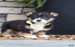 Welsh Corgi Pembroke dogs for sale: Rocco - Image 6