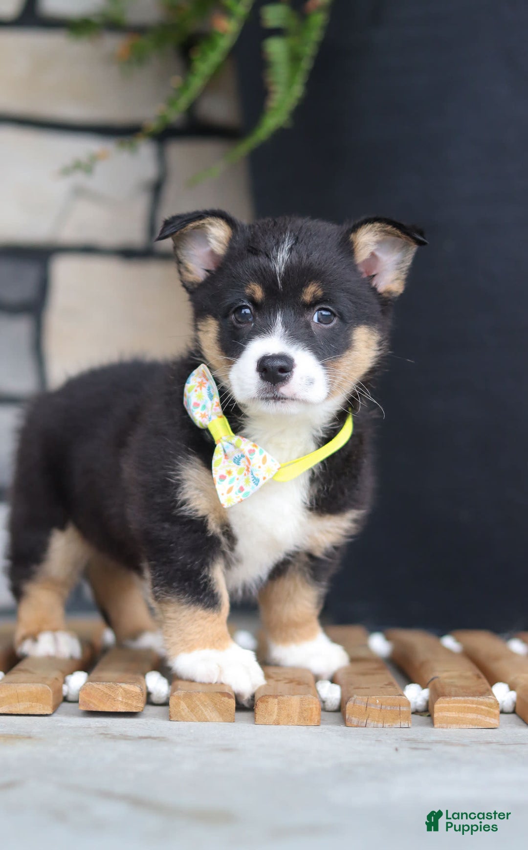 Welsh Corgi Pembroke dogs for sale: Rocco - Image 6