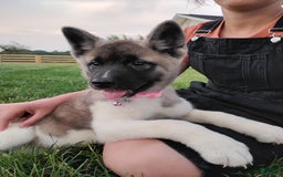 categoriesInfo:categoryAttributeOptions.pets.dogs.breed.akita dogs for sale: Akc Molly - Image 1