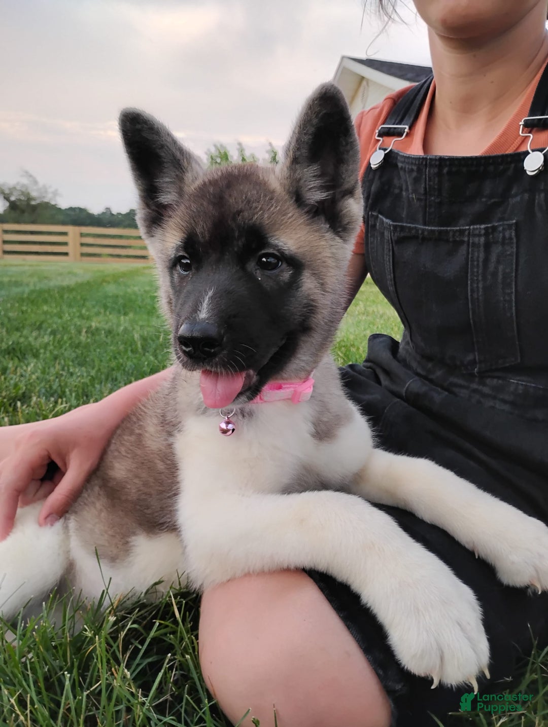 categoriesInfo:categoryAttributeOptions.pets.dogs.breed.akita dogs for sale: Akc Molly - Image 1