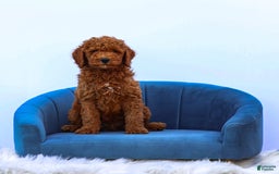 Standard Poodle dogs for sale: Reul - Image 9