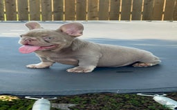 French Bulldog dogs for sale: Milo - Image 4