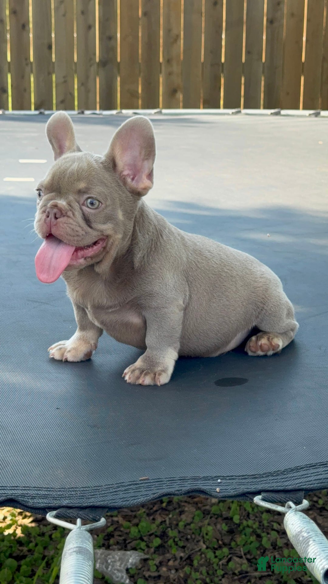 French Bulldog dogs for sale: Milo - Image 4