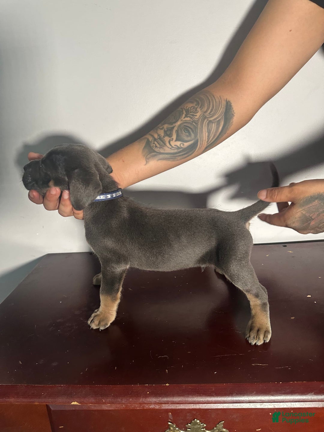 Cane Corso dogs for sale: King - Image 2