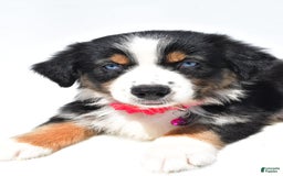 Australian Shepherd dogs for sale: Kate - Image 4