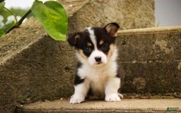 Welsh Corgi Pembroke dogs for sale: Mousse - Image 6