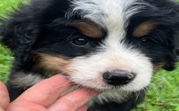 Bernese Mountain Dog dogs for sale: Red Boy - Image 2