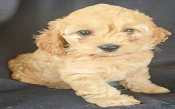 Cockapoo dogs for sale: Brooke - Image 4