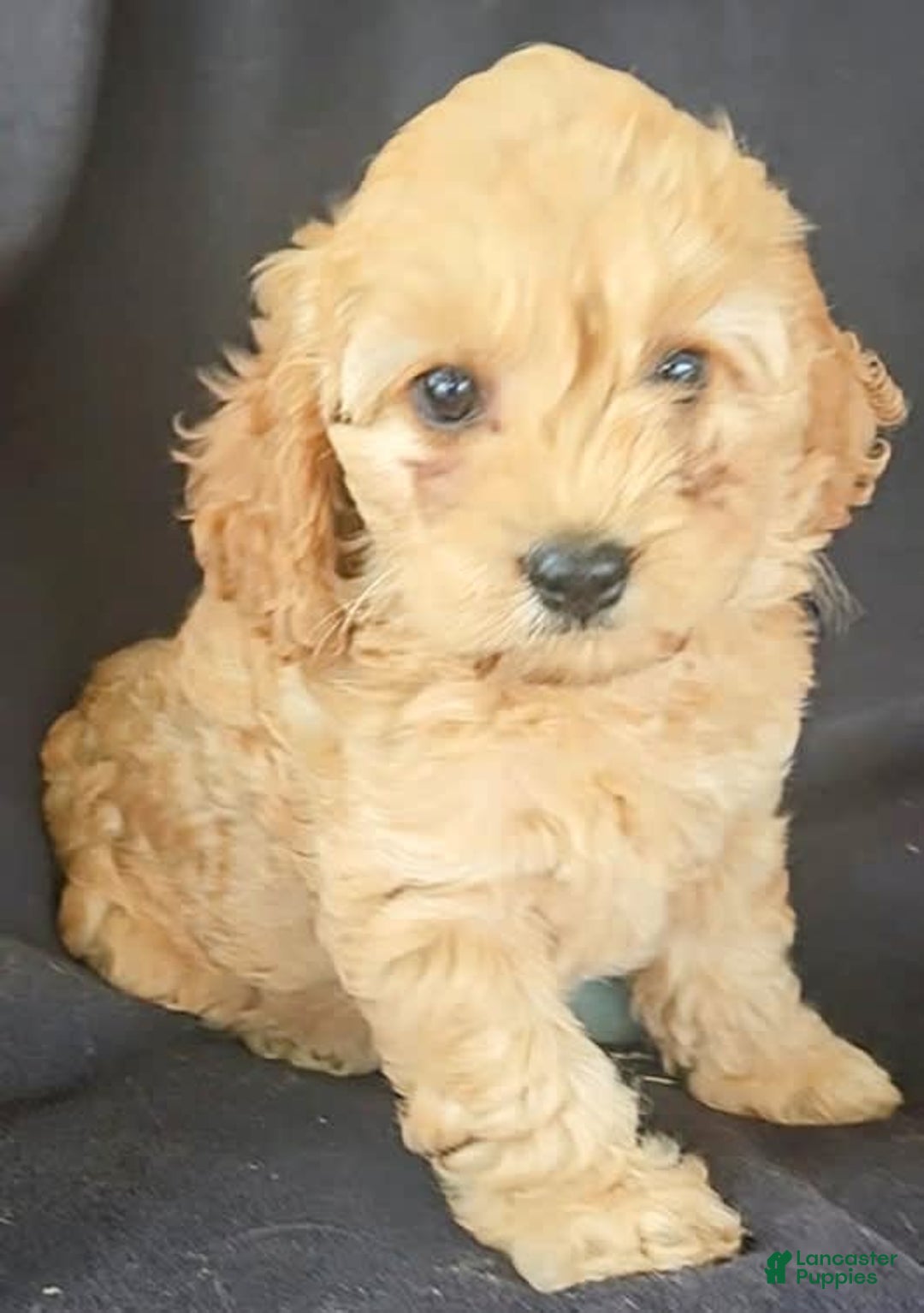 Cockapoo dogs for sale: Brooke - Image 4