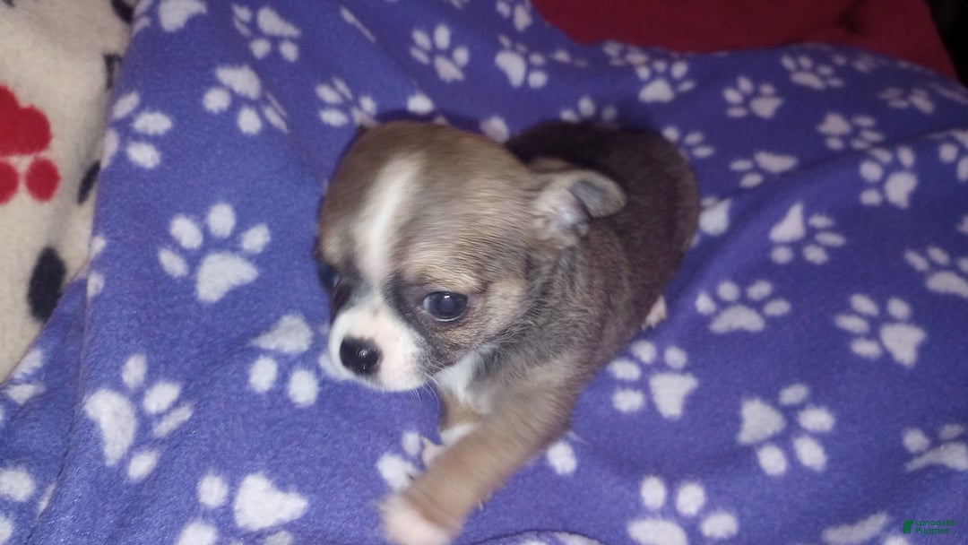 Chihuahua dogs for sale: Buster - Image 4