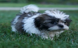 Shih Tzu dogs for sale: Bethany - Image 3