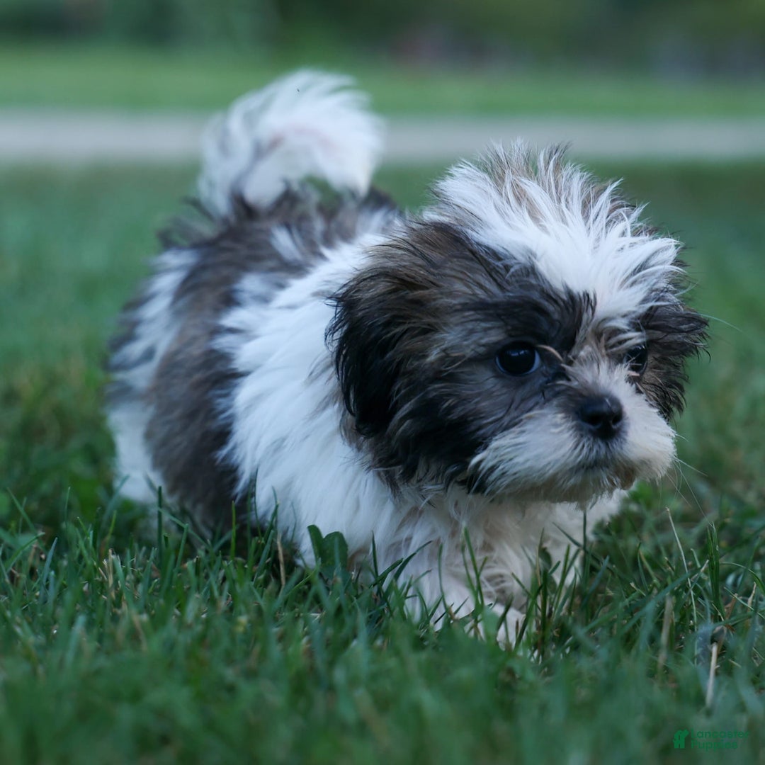 Shih Tzu dogs for sale: Bethany - Image 3