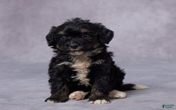 Mini Bernedoodle dogs for sale: Cy - Image 4