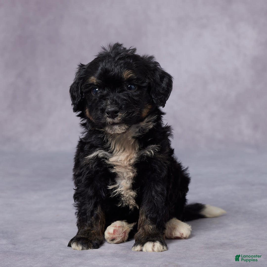 Mini Bernedoodle dogs for sale: Cy - Image 4