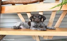 German Shorthaired Pointer dogs for sale: Buzz - Image 3