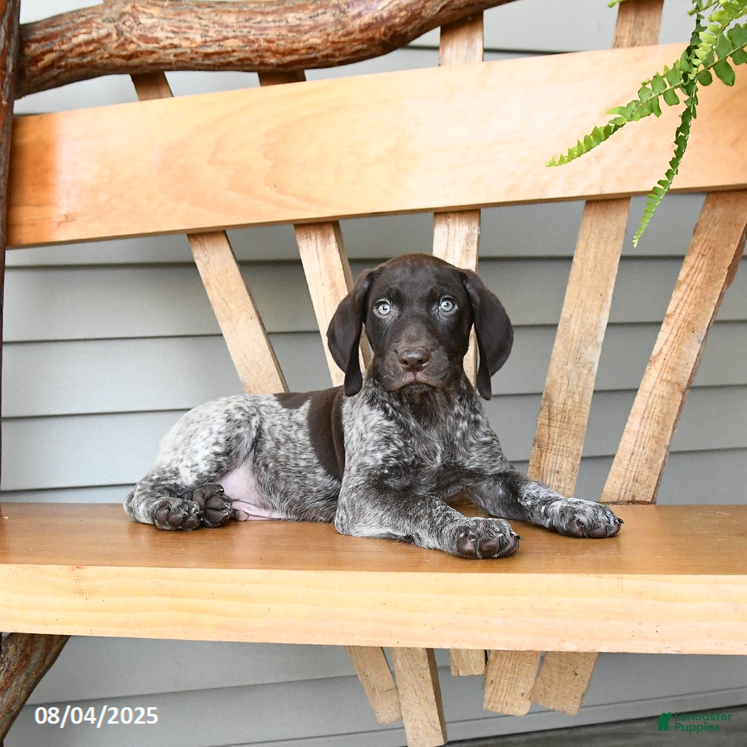German Shorthaired Pointer dogs for sale: Buzz - Image 3