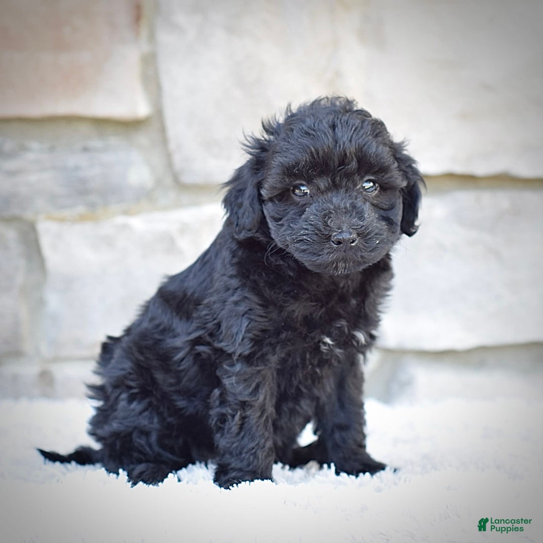  dogs for sale: Mini Goldendoodle 3 puppies - Image 10
