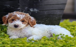 Standard Poodle dogs for sale: Reagan - Image 7
