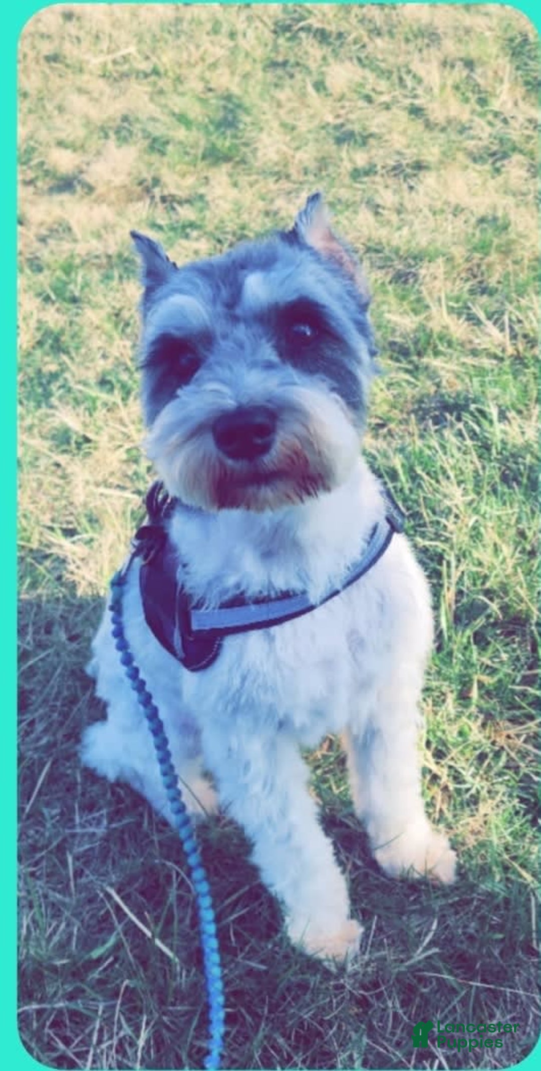 Miniature Schnauzer dogs for sale: Piper - Image 13