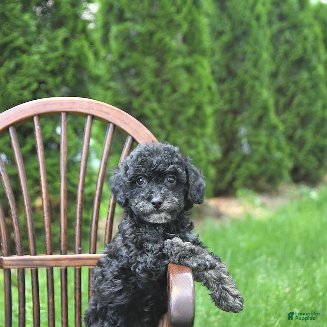 Miniature Poodle dogs for sale: Tessa Extra Small - Image 8