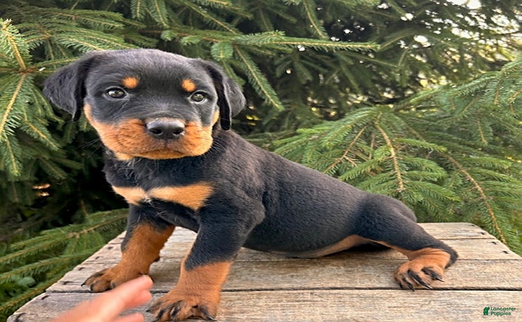 Rottweiler dogs - Advert 1