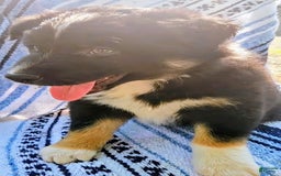 Australian Shepherd dogs for sale: Sophie - Image 2