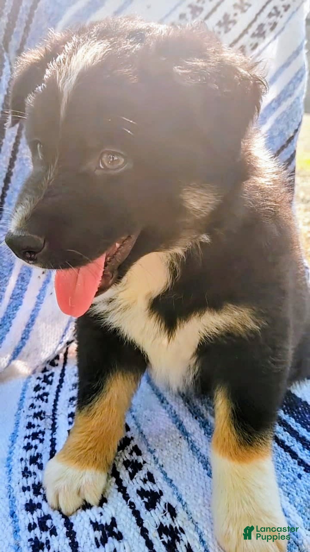 Australian Shepherd dogs for sale: Sophie - Image 2
