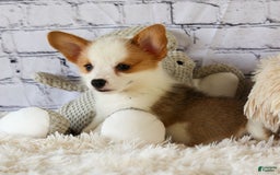 Welsh Corgi Pembroke dogs for sale: Welsh Corgi (Pembroke) 5 puppies - Image 8