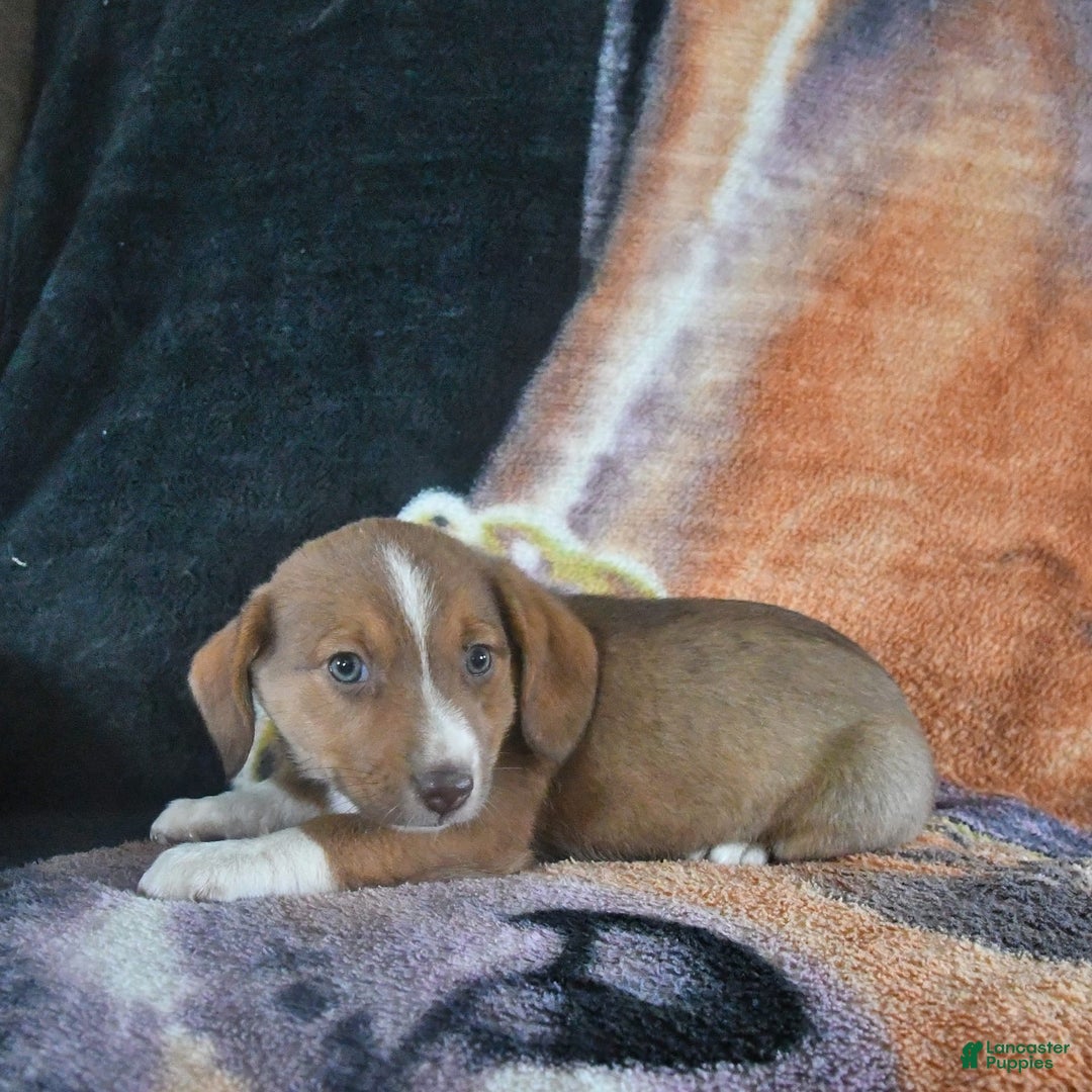 Australian Shepherd dogs for sale: Basil - Image 2