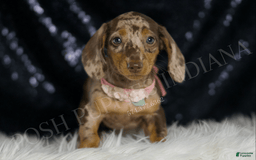 Miniature Dachshund dogs for sale: Gypsy - Image 6