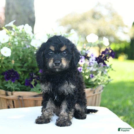 Cavapoo dogs for sale - Ad 4
