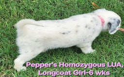 Dalmatian dogs for sale: Peppers Pink Girl - Image 20