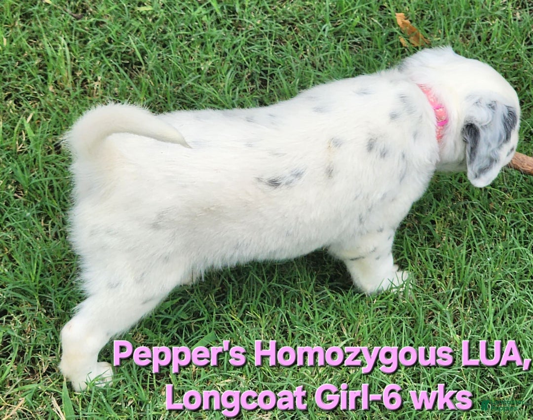 Dalmatian dogs for sale: Peppers Pink Girl - Image 20
