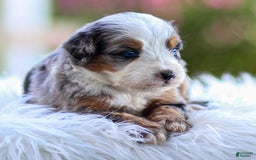 Mini Bernedoodle dogs for sale: Macy - Image 12