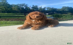 Mini Goldendoodle dogs for sale: Duchess - Image 8